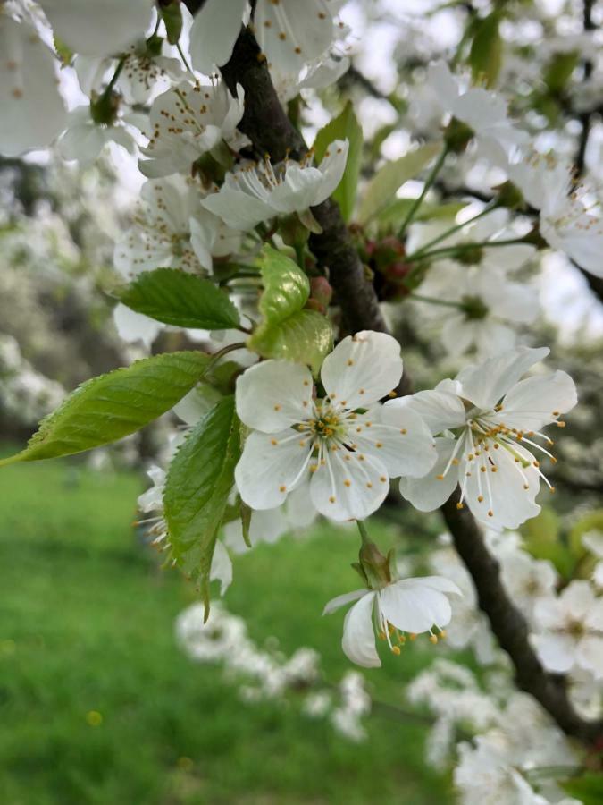 Sonnenhof Daire Limbach im Burgenland Dış mekan fotoğraf